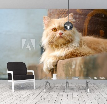 Picture of Brown alert persian cat sitting on the concrete floor looking toward camera